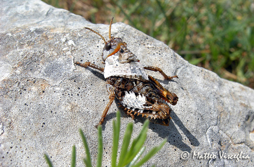 Ninfa di Prionotropis appula (Pamphagidae)